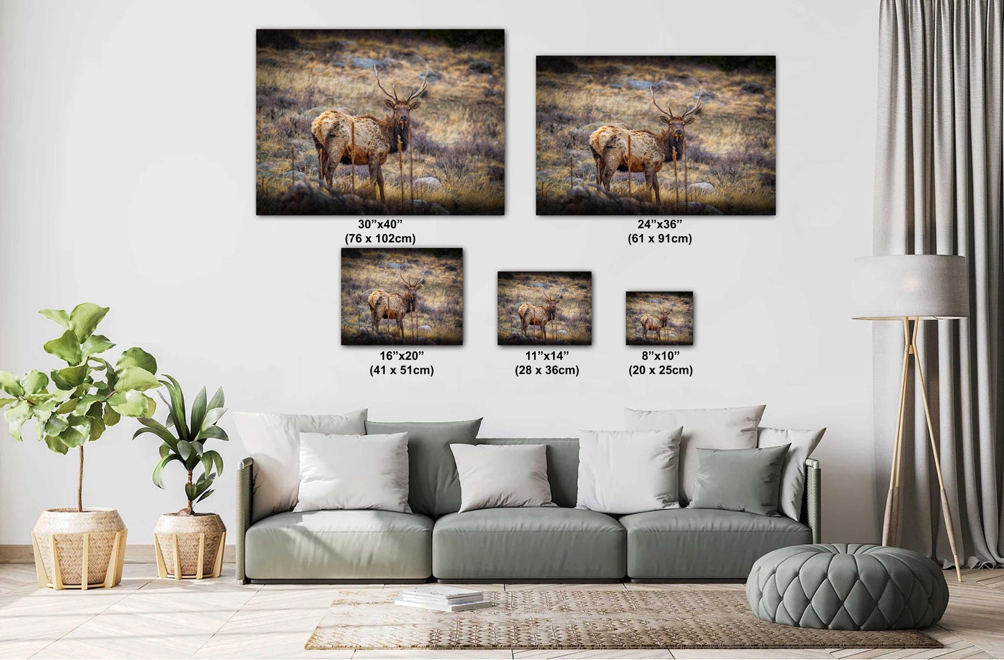 Elk Wall Art – Rocky Mountain Decor | Premium Wildlife Photography Print