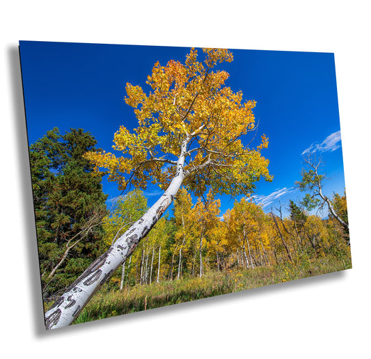 Aspen Trees Wall Art – Colorado Landscape Print | Rustic Fall Decor, Vibrant Autumn Leaves