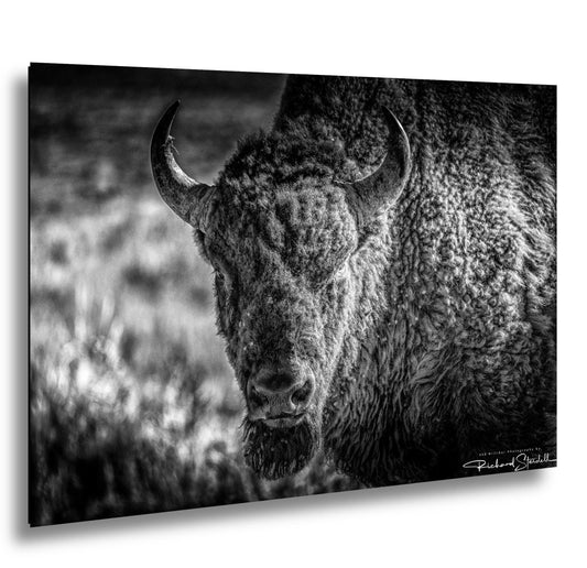 Buffalo Wall Art: Rustic Wildlife Photography - Ready to Hang