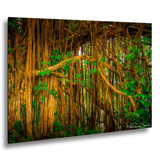 Tropical Maui Wall Art -Tree Forest Photo Print