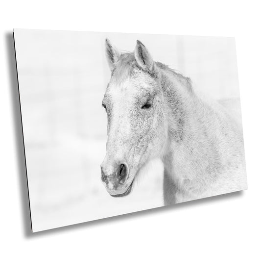 White Horse Wall Art – Serene Equine Wall Decor on Canvas, Metal & Acrylic Prints