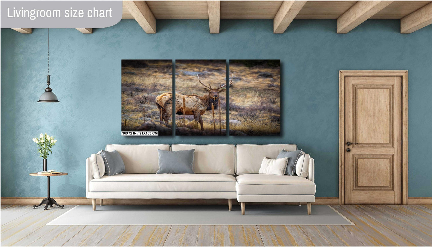 Elk Wall Art – Rocky Mountain Decor | Premium Wildlife Photography Print