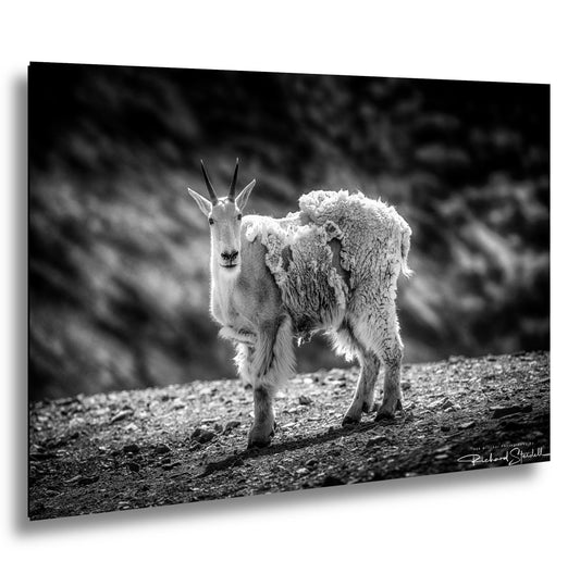 Mountain Goat Wall Art - Rustic Nature Decor | Ready to Hang Canvas Prints