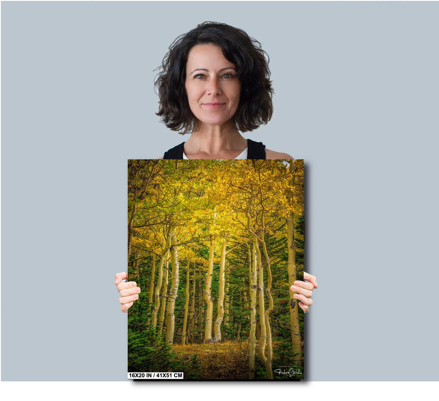 Colorado Aspen Wall Art – Large Autumn Tree Decor | Fine Art Metal Print