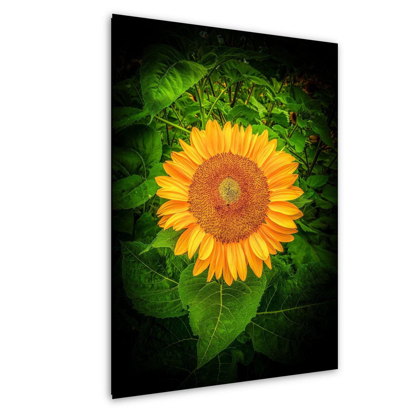 Sunflower Sunset Photo - Fine Art Photography Print | Large Canvas & Wall Art