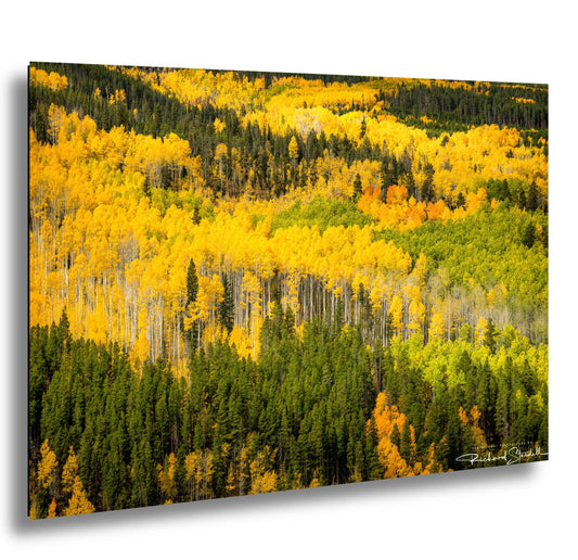 Colorado Aspen Tree Print - Rustic Autumn Mountain Wall Art With Golden Leaves