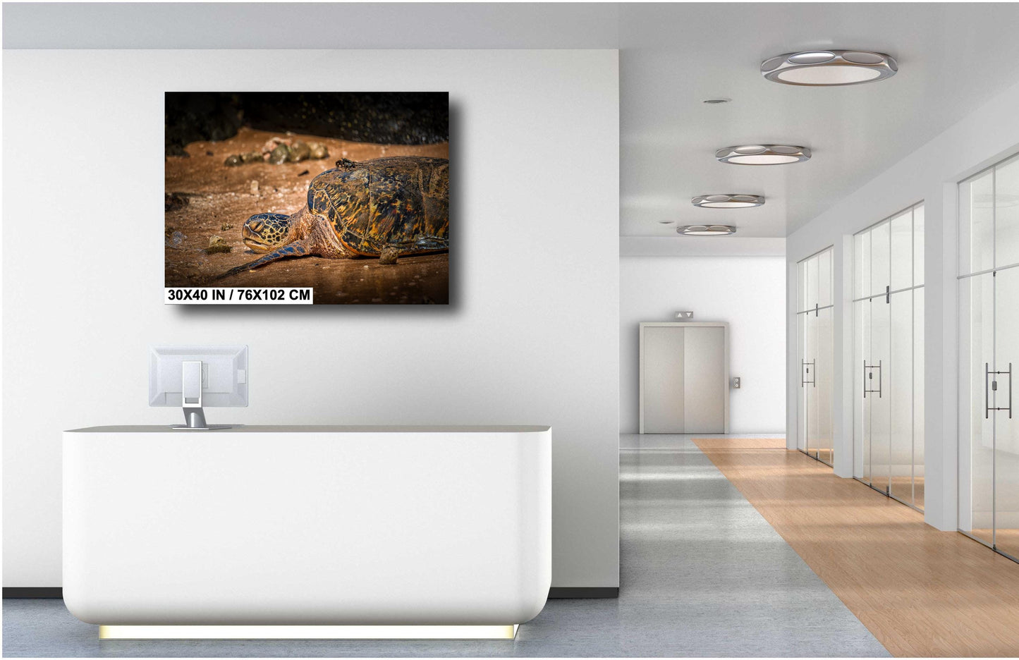 Sea Turtle Wall Art - Ocean Photography Print | Tropical Marine Life Artwork