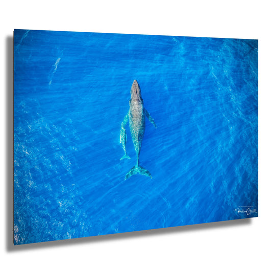 Humpback Whale Wall Art – Ready To Hang Canvas, Acrylic Photo Print & More