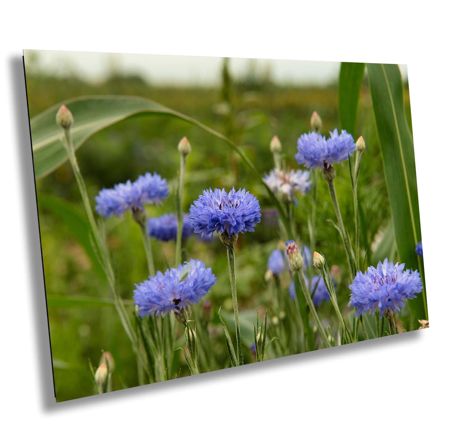 Colorado Wildflower Photo - Vivid Color Photograph | Ready to Hang Canvas & Metal Print
