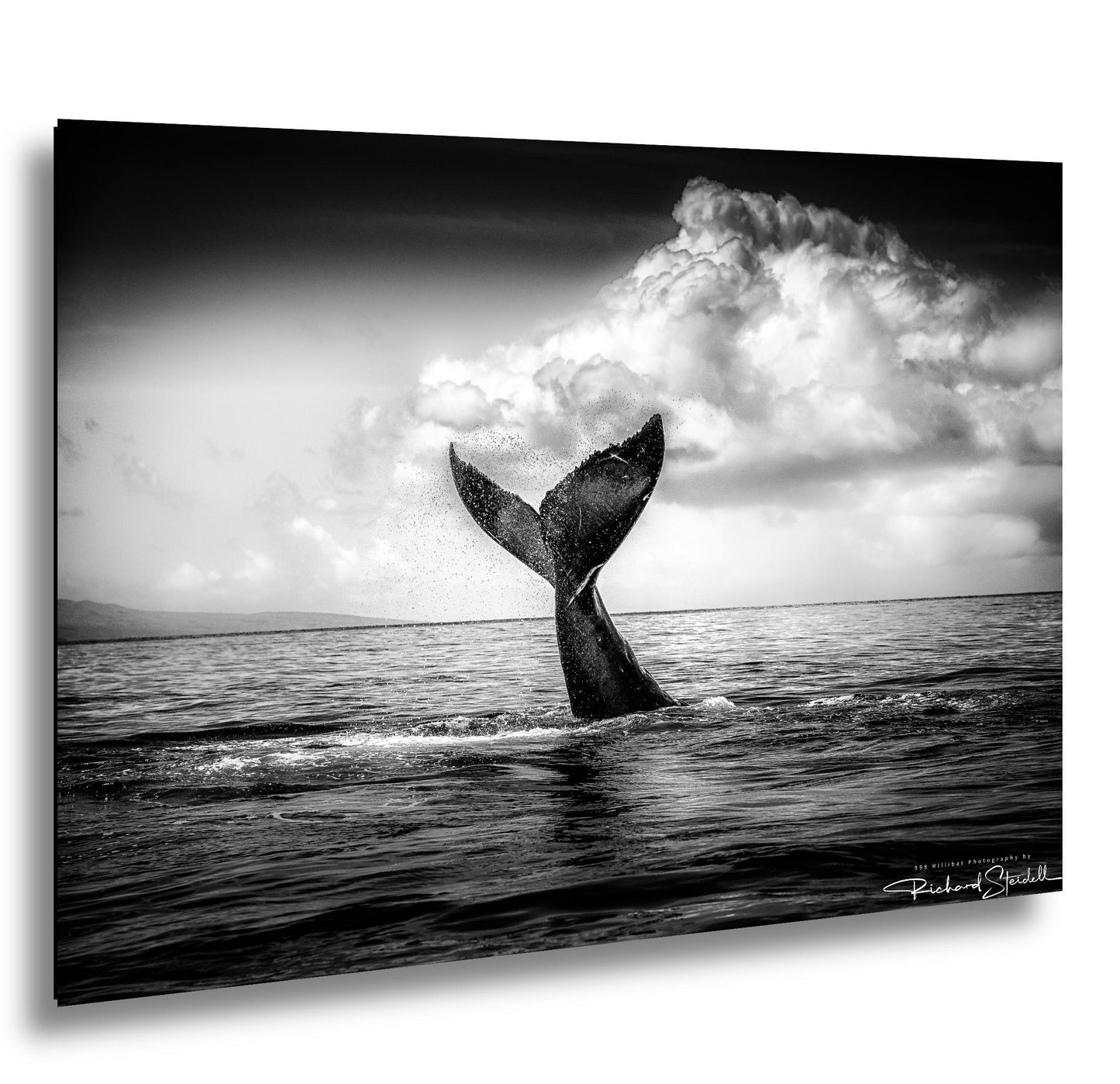 Humpback Whale Wall Art – Ocean Photo Print | Ready to Hang Canvas Decor