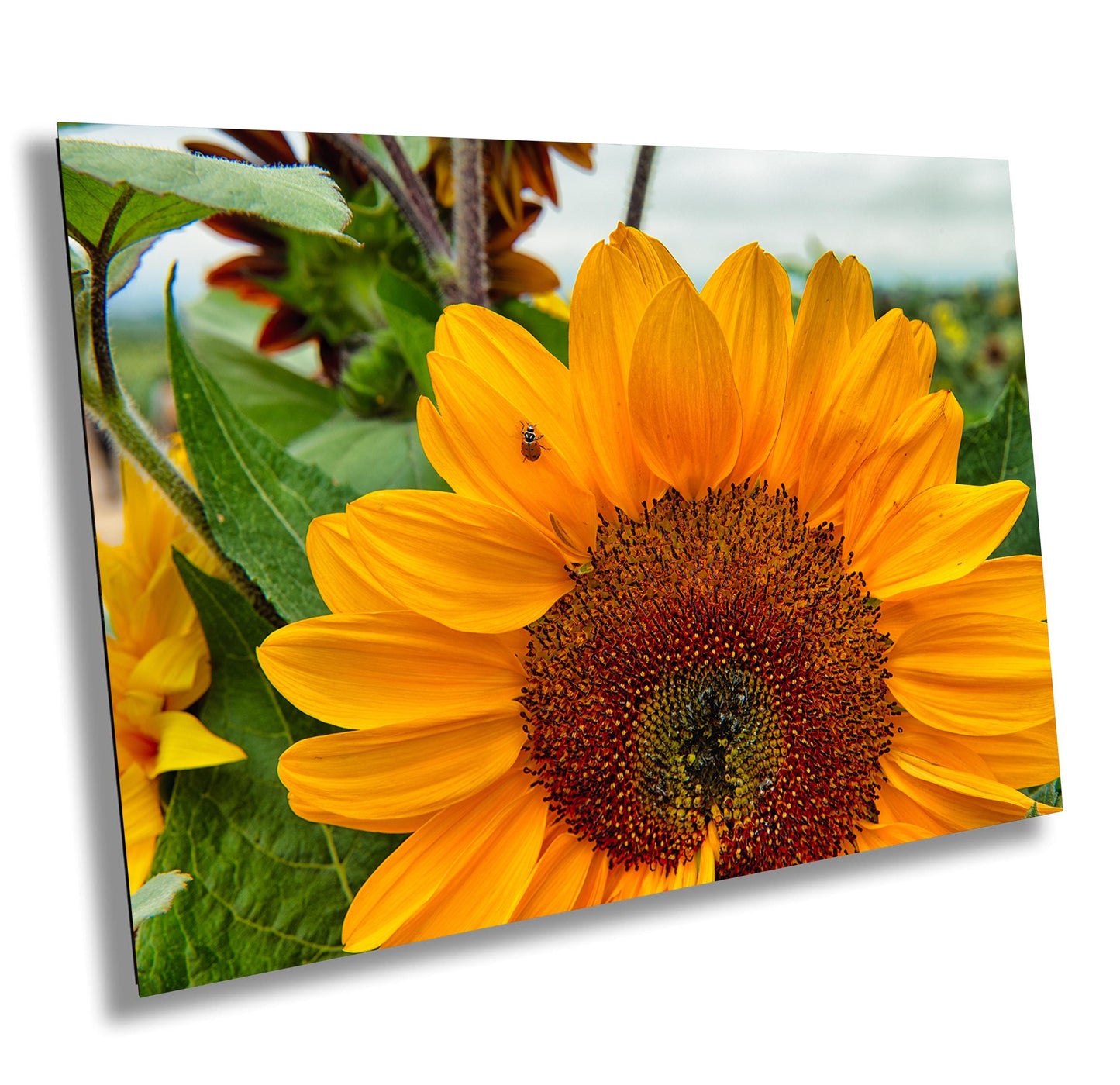 Yellow Sunflower Wall Art - Vibrant Ladybug On Sunflower Canvas Print Decor