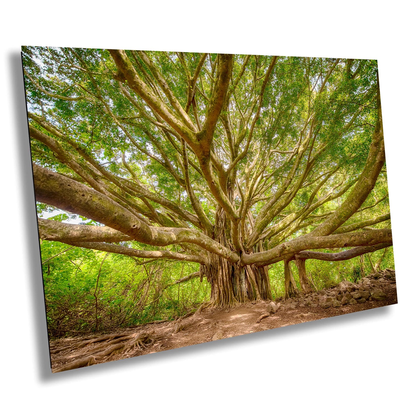 Maui Wall Art - Banyan Tree Photo on Premium Photo Paper | Hawaii Wall Decor
