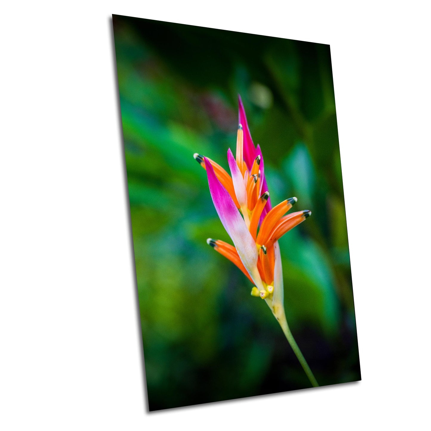 Heliconia Flower Wall Art - Tropical Flower Art | Vibrant Acrylic Prints