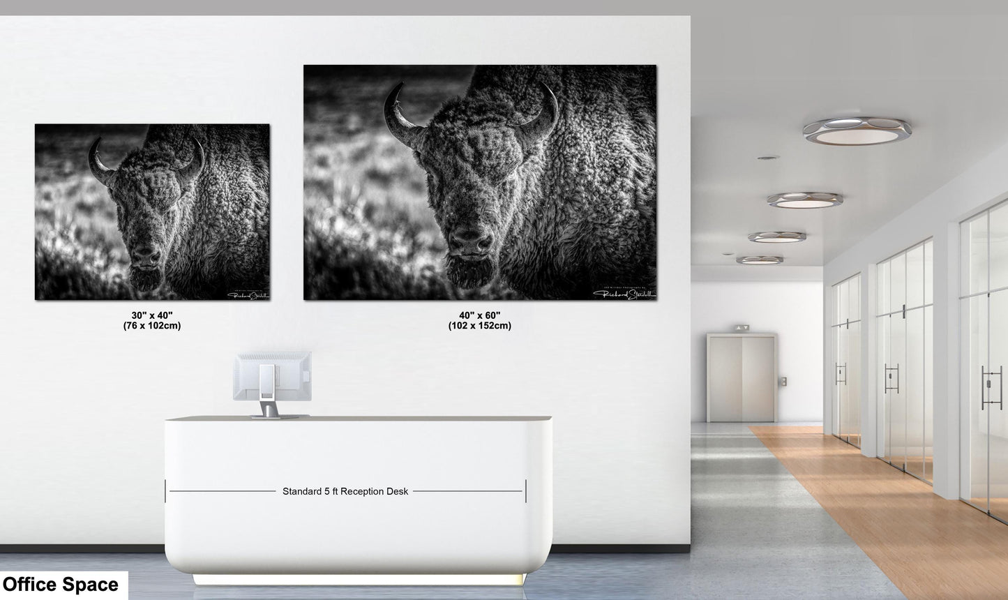 Buffalo Wall Art: Rustic Wildlife Photography - Ready to Hang