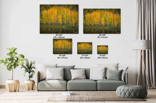 Colorado Aspens Photography Print - Scenic Mountain Wall Art | Autumn Leaves Canvas