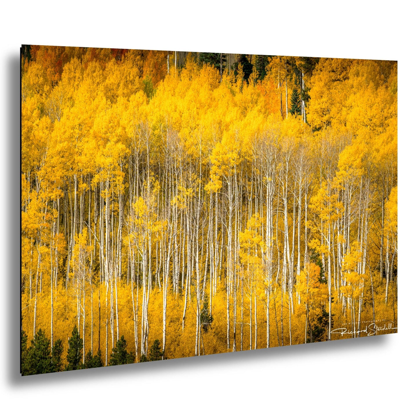 Colorado Aspen Tree Print - Rustic Autumn Mountain Wall Art With Golden Leaves