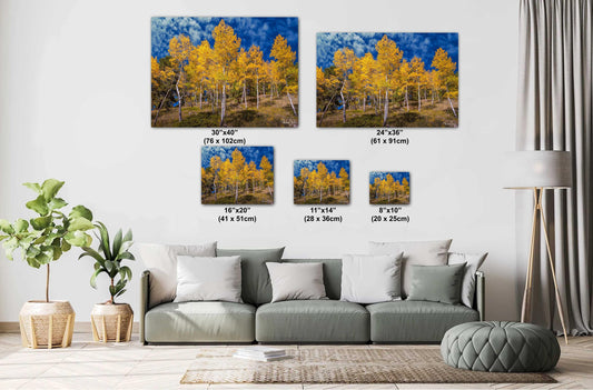 Colorado Aspens Photography Scenic Mountain Wall Art - Ready to Hang Canvas Print