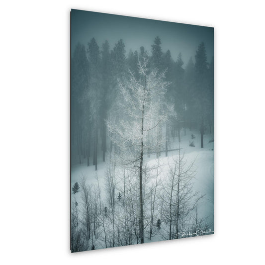 Winter Landscape Wall Art - Snowy Aspen Trees, Cozy Feel