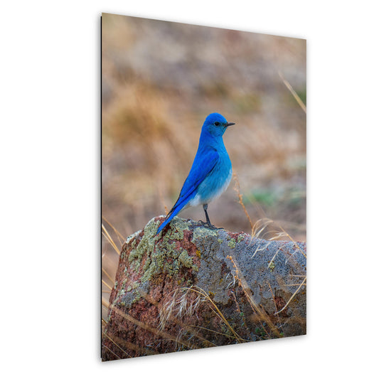 Mountain Blue Bird Art – Colorful Bird Print | Serene Landscape Artwork Decor