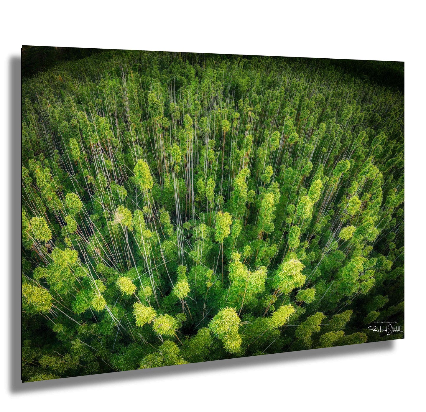 Bamboo Forest Wall Art - Nature Wall Decor | Botanical Canvas Print, Acrylic & Metal