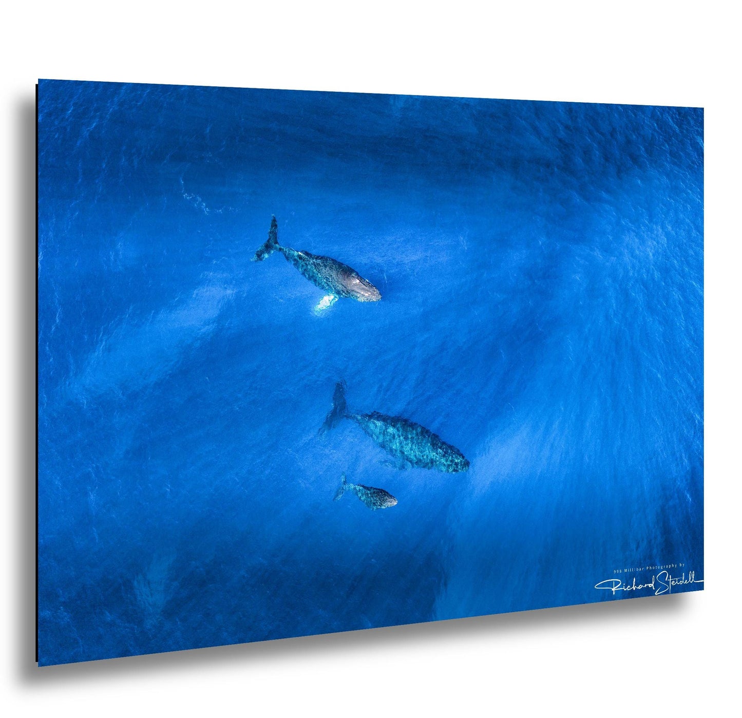 Humpback Whale Wall Art, Ocean Animal Print (Canvas, Metal, or Acrylic)