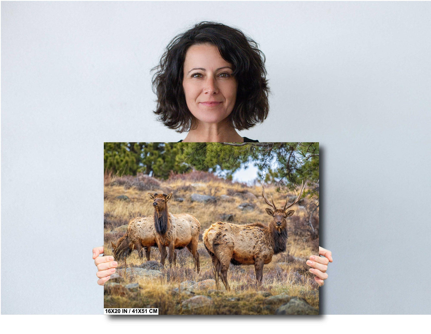 Elk Wall Art - Rocky Mountain Decor | Wildlife Print | Nature Home Decor