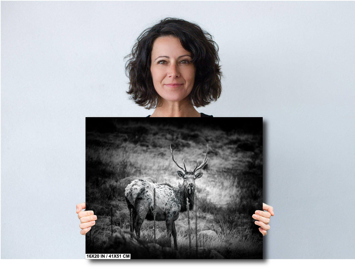 Elk Wall Art - Rocky Mountain Decor | Wildlife Wall Decor for Nature Lovers