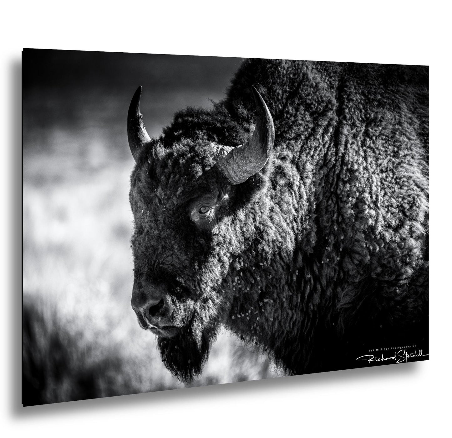 Buffalo Wall Art: Rustic Wildlife Photography - Ready to Hang