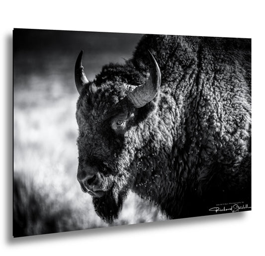 Buffalo Wall Art: Rustic Wildlife Photography - Ready to Hang