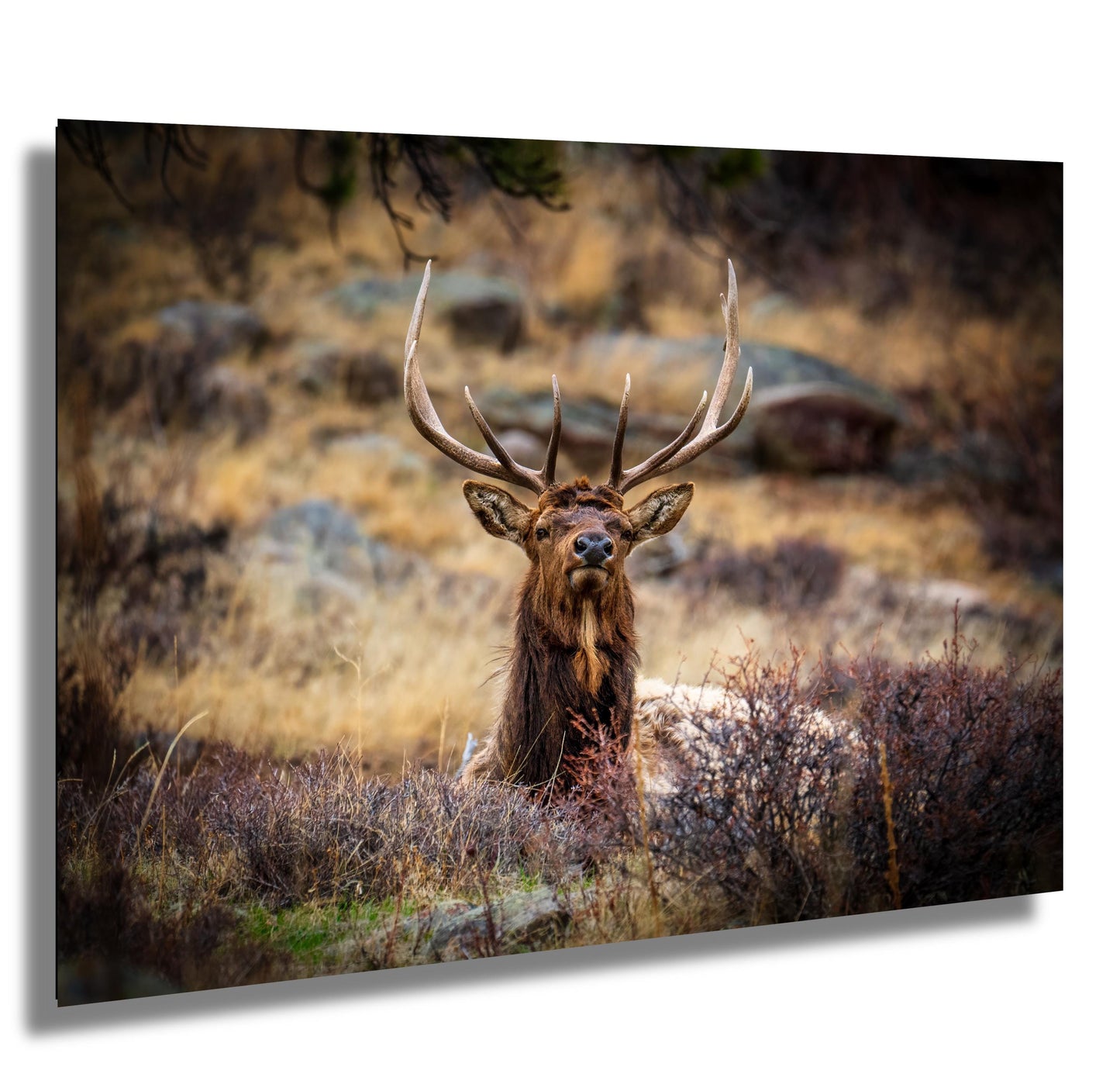 Elk Wall Art - Rocky Mountain Decor | Wildlife Print On Ready To Hang Canvas