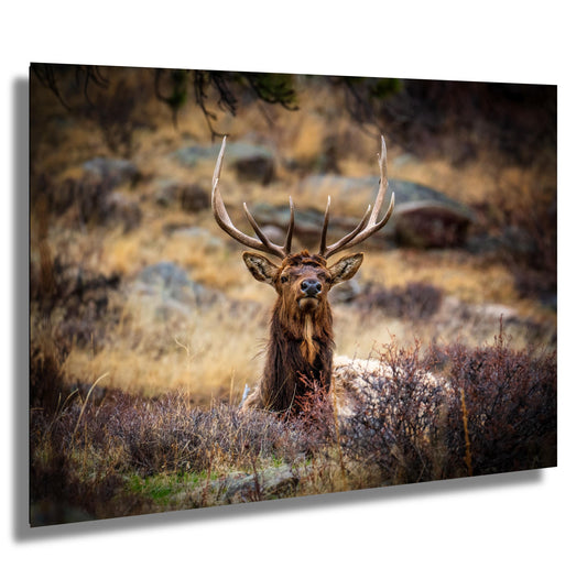 Elk Wall Art - Rocky Mountain Decor | Wildlife Print On Ready To Hang Canvas