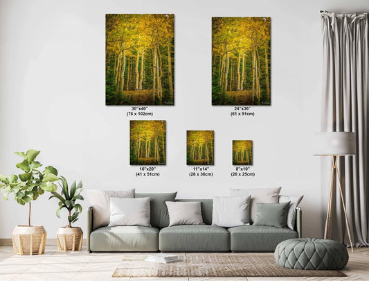 Colorado Aspen Wall Art – Large Autumn Tree Decor | Fine Art Metal Print