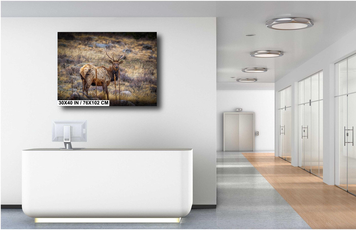 Elk Wall Art – Rocky Mountain Decor | Premium Wildlife Photography Print