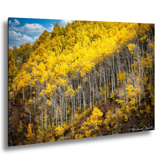 Colorado Aspen Tree Print - Rustic Autumn Mountain Wall Art With Golden Leaves