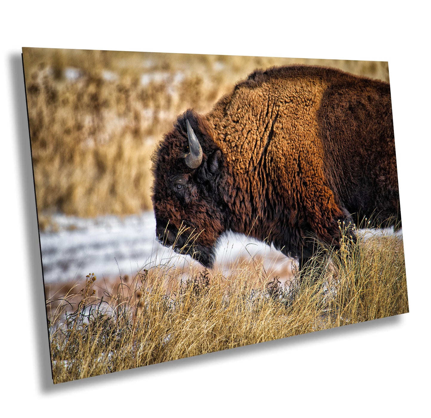 Buffalo Wall Art - Rustic Bison Snow Scene Canvas & Wildlife Metal Print
