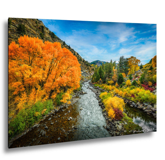 Colorado Mountain Landscape Print: Colorado Autumn Trees (Canvas or Metal)