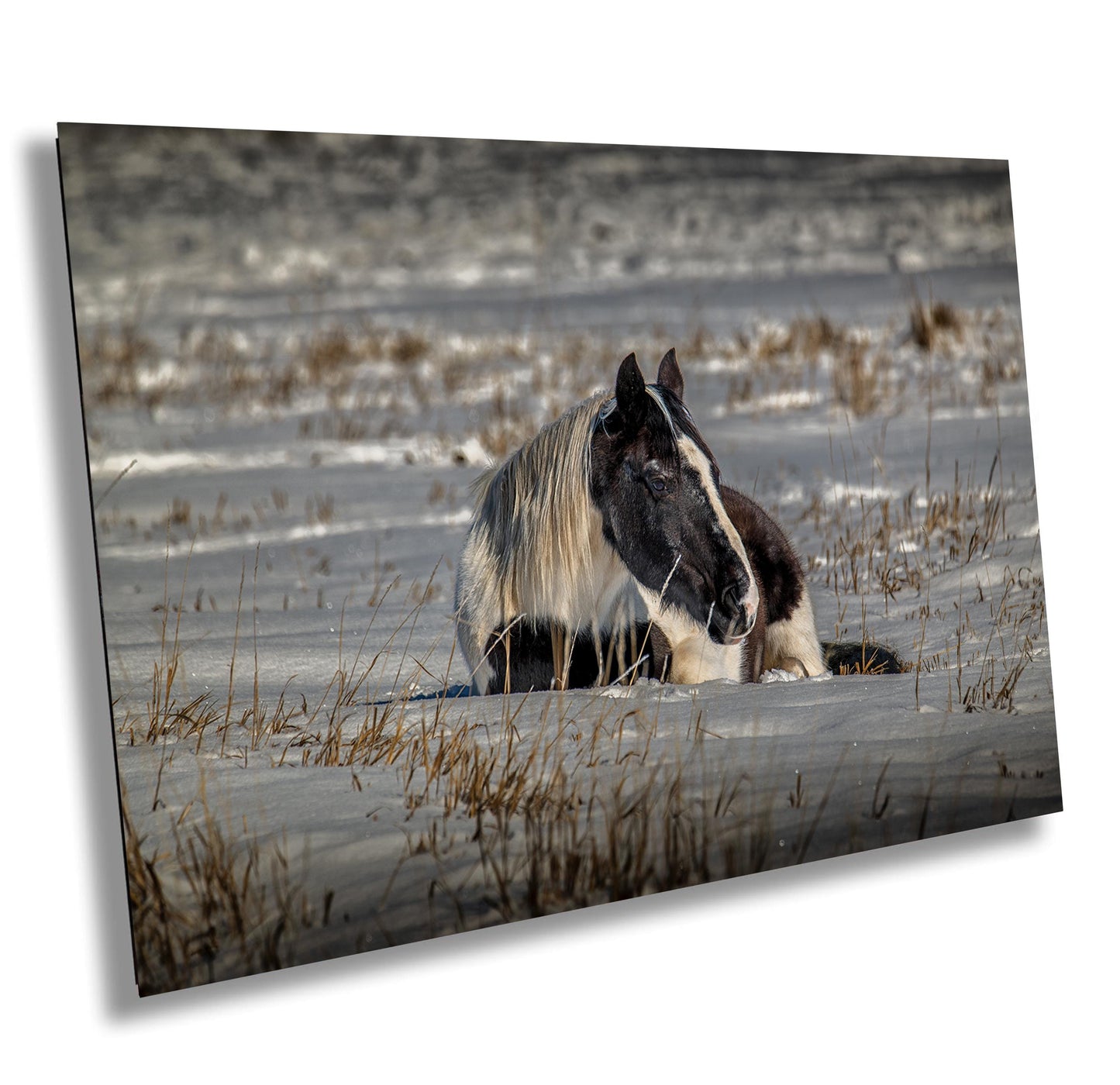 Horse Wall Art – Equine Wall Decor | Rustic Horse Print on Canvas & Metal