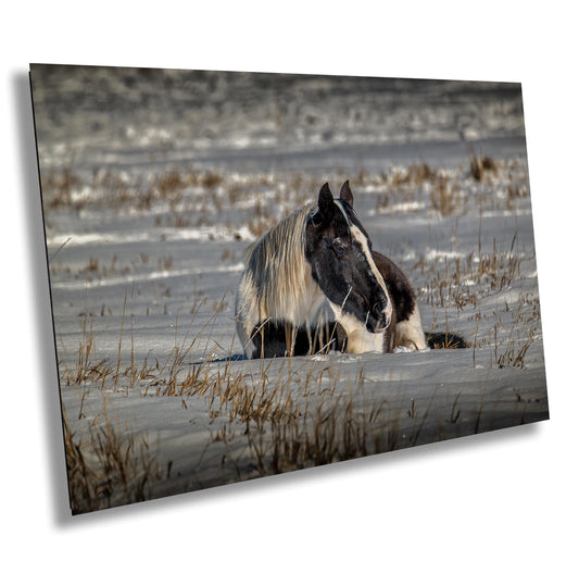Horse Wall Art – Equine Wall Decor | Rustic Horse Print on Canvas & Metal