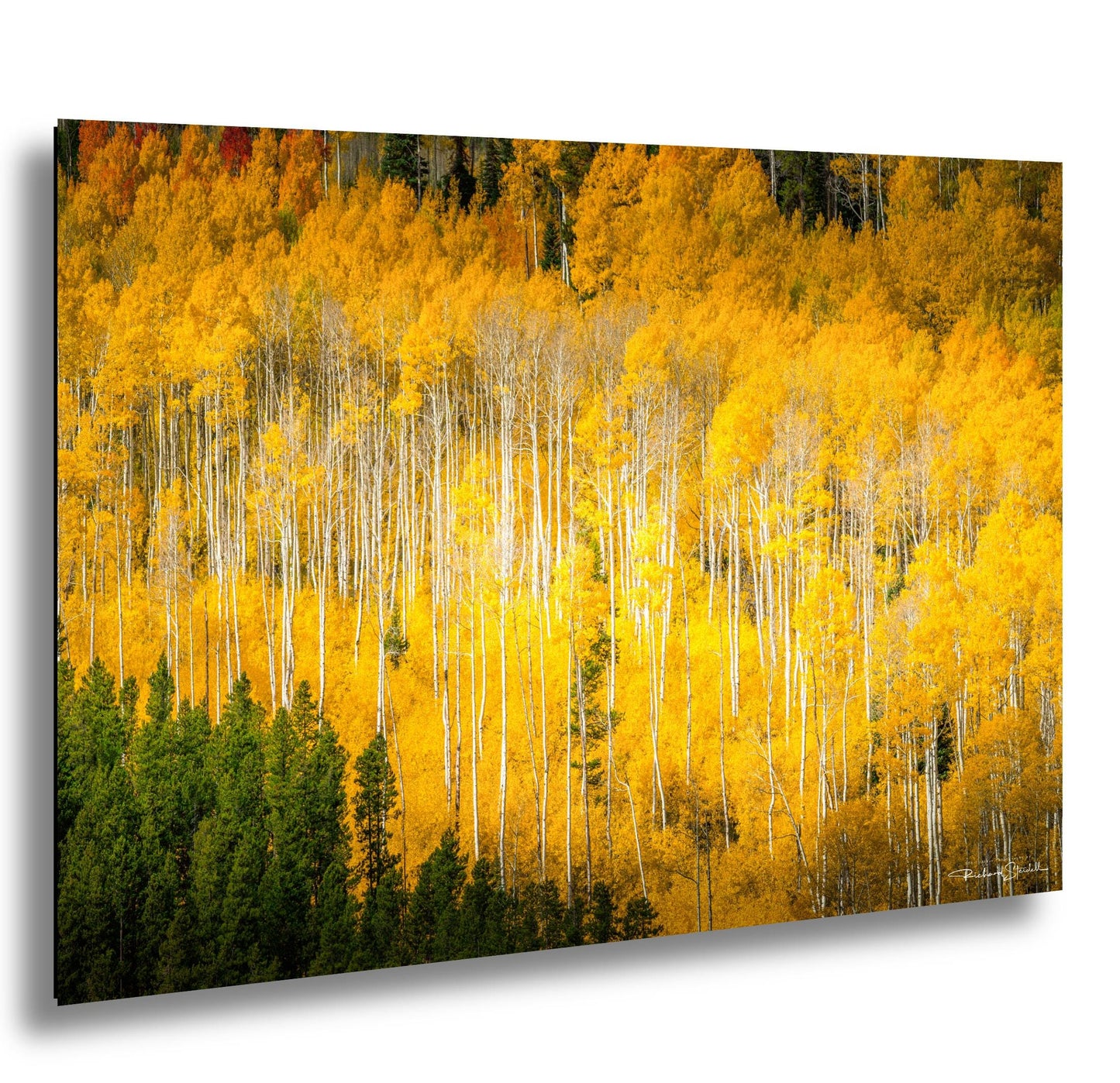 Colorado Aspen Tree Print - Rustic Autumn Mountain Wall Art with Yellow Aspen Leaves