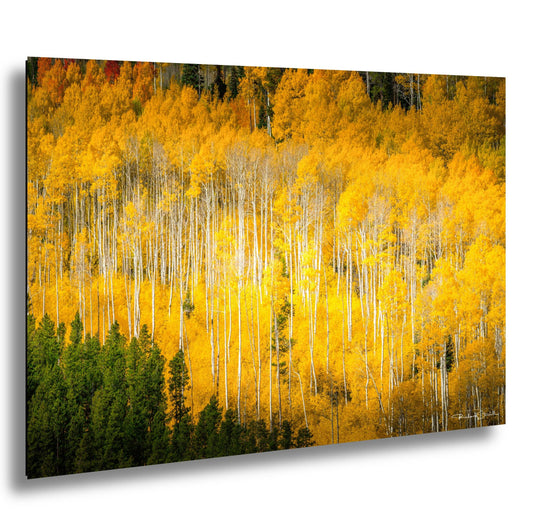 Colorado Aspen Tree Print - Rustic Autumn Mountain Wall Art with Yellow Aspen Leaves