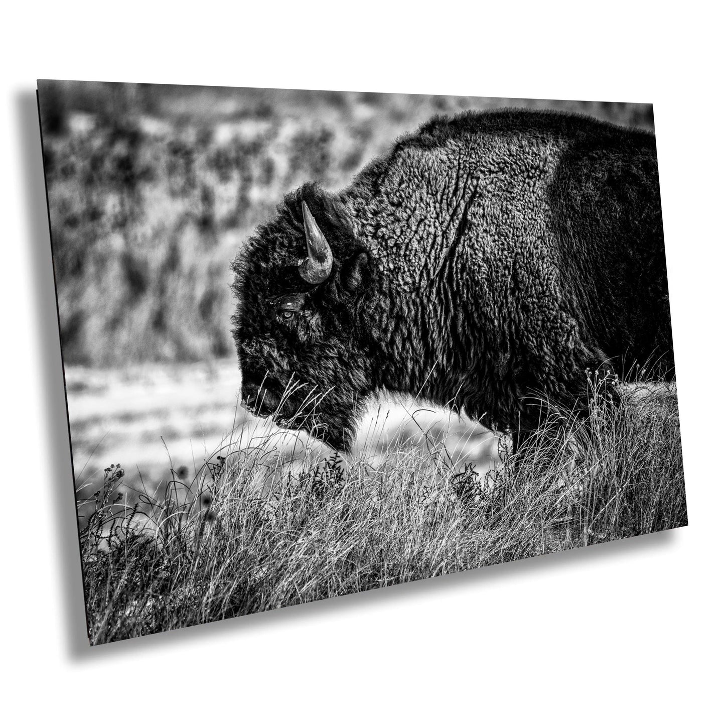 Buffalo Canvas Art – Bison Wall Decor | Wildlife Photography Print | Rustic Lodge Decoration