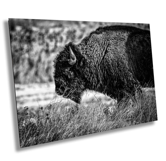 Buffalo Canvas Art – Bison Wall Decor | Wildlife Photography Print | Rustic Lodge Decoration