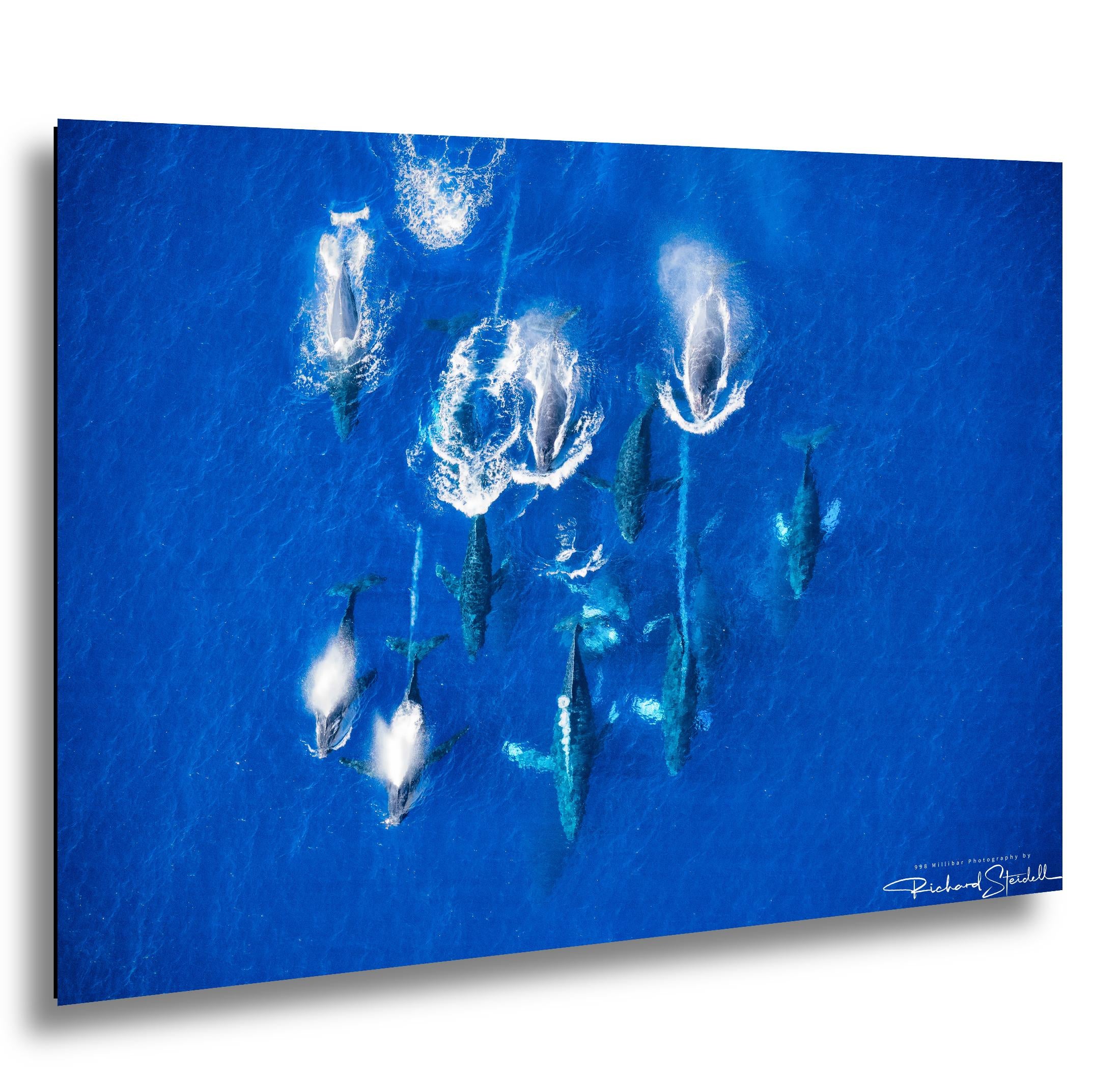 Humpback Whale Wall Art | 998 Millibar Photography Canvas