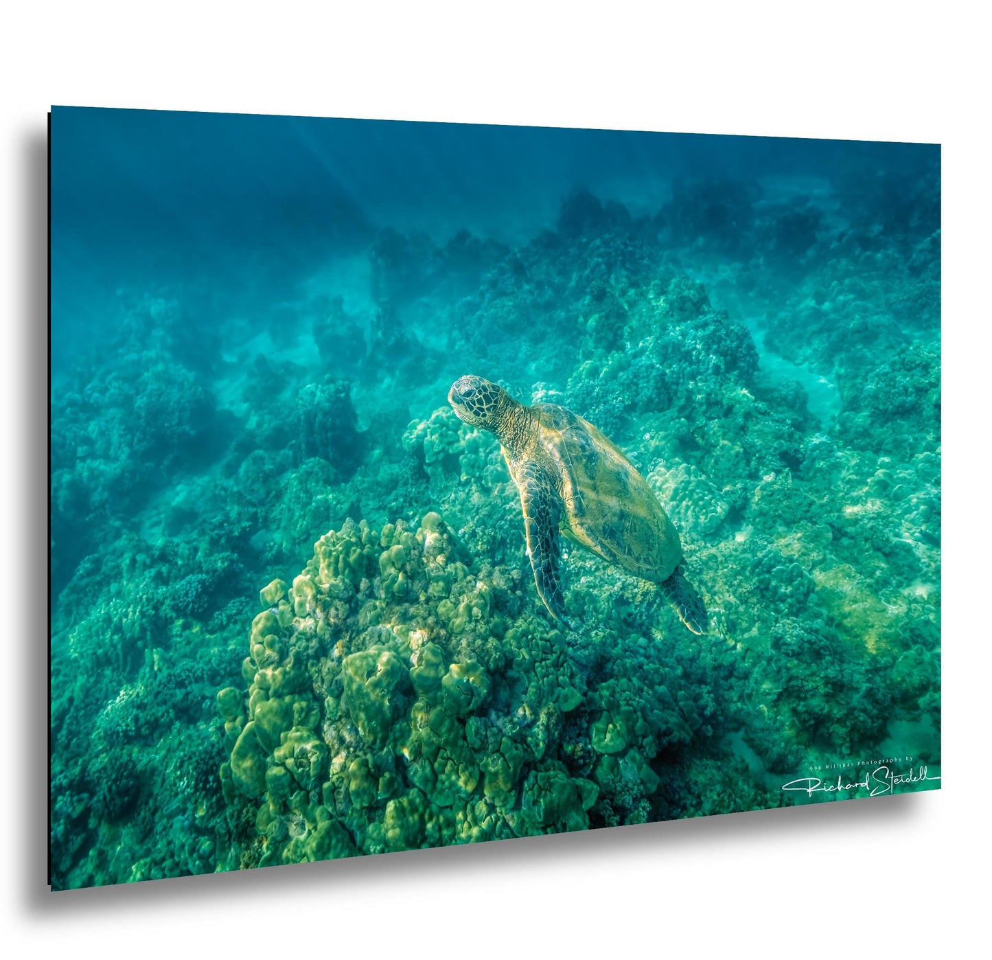 Sea Turtle Wall Art: Maui Ocean View - Tropical Coastal Decor