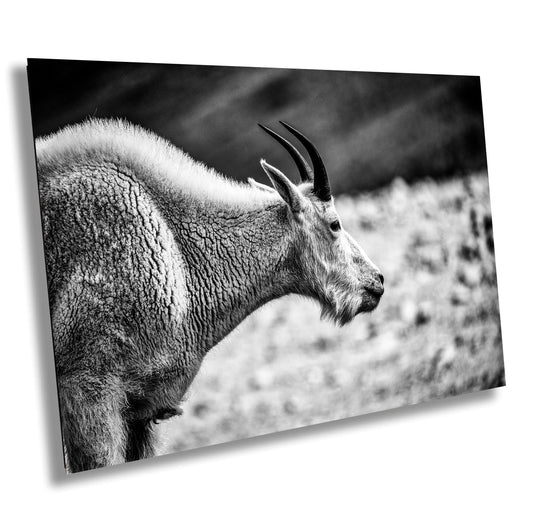 Mountain Goat Wall Art – Rustic Wildlife Photography Print | Black & White Decor