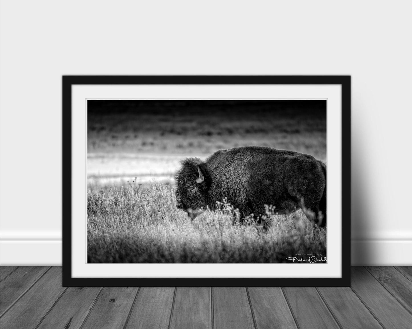 Buffalo Wall Art: Rustic Wildlife Photography - Ready to Hang