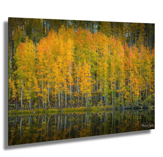 Colorado Aspens Photography Print - Scenic Mountain Wall Art | Autumn Leaves Canvas
