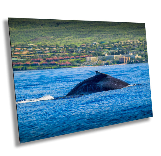 Humpback Whale Wall Art - Ready To Hang Canvas, Metal & Acrylic Ocean Decor