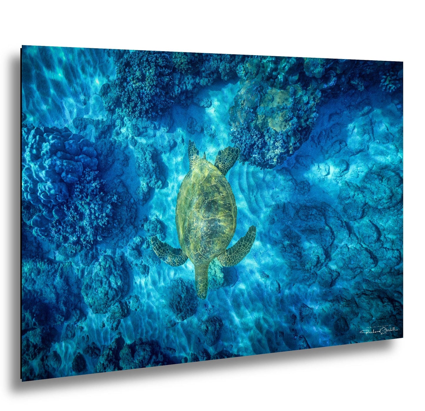 Green Sea Turtle Wall Art – Maui Ocean View | Tropical Coastal Decor Canvas