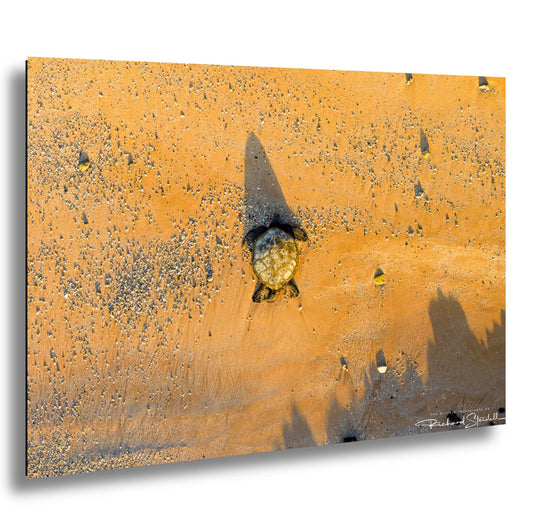 Sea Turtle Wall Art: Maui Ocean View - Tropical Coastal Decor